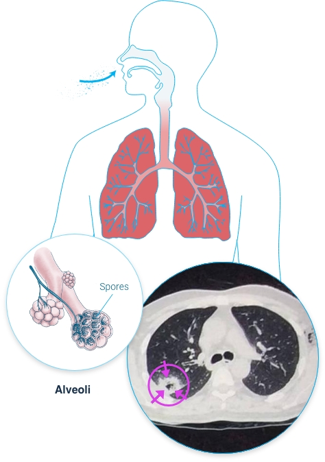 IPA diagram